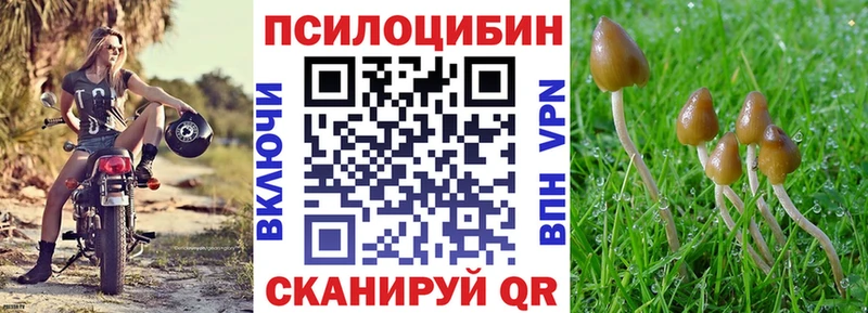 Купить где  Череповец  Псилоцибиновые грибы Psilocybe 
